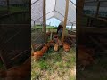 Freedom Ranger #chicken out and about