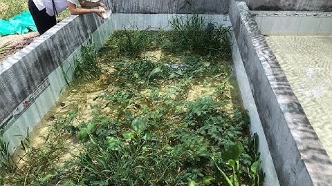 Ốc Bươu  Đen Giống Đã Xuất Hiện Ở Vùng Cà Mau LH 0919748192 0925224418