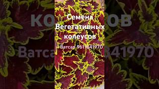 Семена колеусов свежесобраны для вас #цветы #сад #садоводничество #парадная клумба