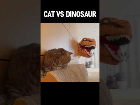 CAT vs DINOSAUR #Cats #Dinosaur #Kittisaurus