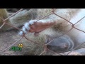 Save the primates