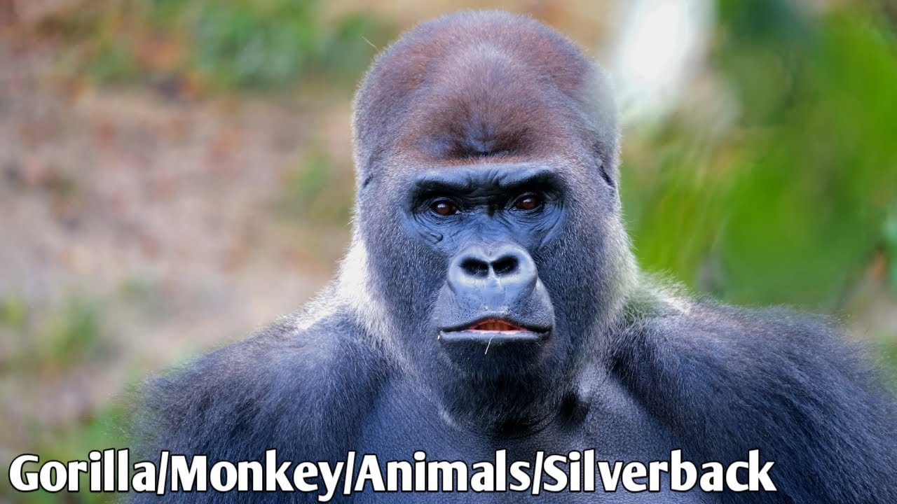 Gorilla Monkey Animals | no Copyright video | free stock footage | Royalty Free | by FillAmaz