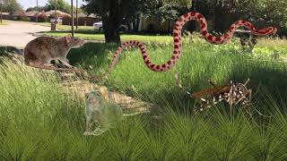 City of Burleson Code Compliance talks high grass and weeds Net Worth