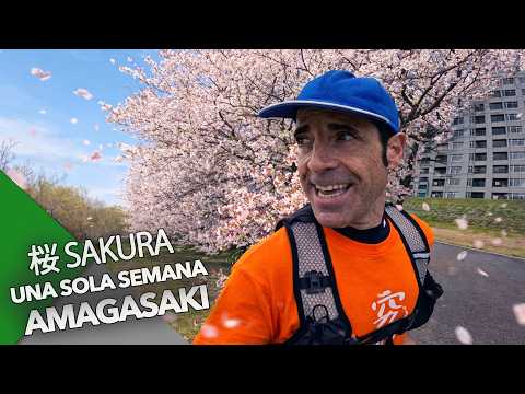 SAKURA IN JAPAN: BEAUTY THAT ONLY LASTS A WEEK