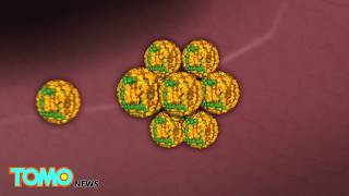 Zika Virus Baby How Does The Placenta Help The Zika Virus Infect Babies In The Womb? - Tomonews