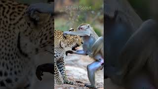 Leopard vs monkey #wildlufe #widrift #leopard #monkey #wildanimals #nature #naturelovers #shorts