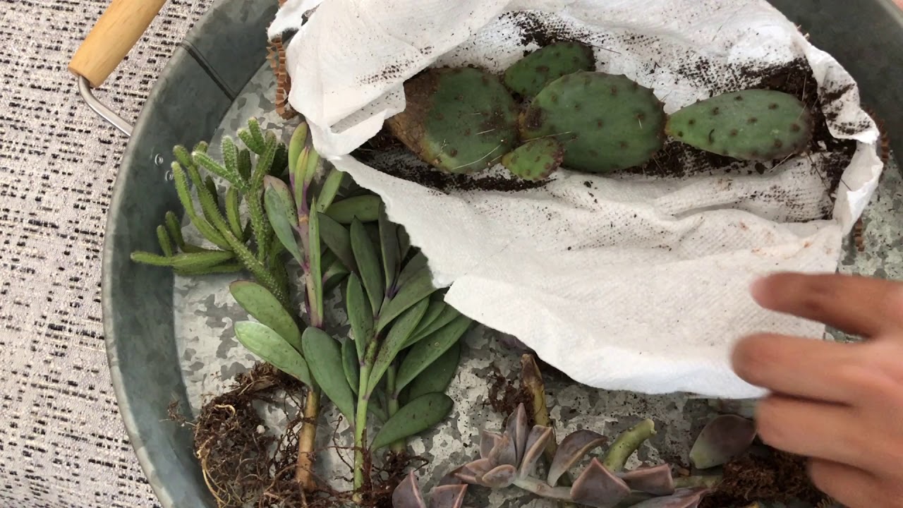 Succulent unboxing from fellow youtuber succulent living by Marija
