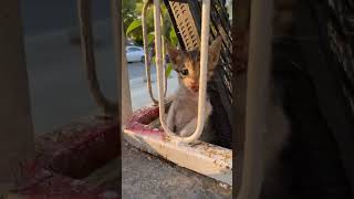 The cat distribution system has spawned 3 kittens #straycat #adoptstrays #rescuecat @ellierdem