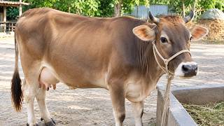 9 Cow Mooing - Whose Voice Is Good | Cow Sound,9 Cow Mooing - Whose Voice Is Good | Cow Sound