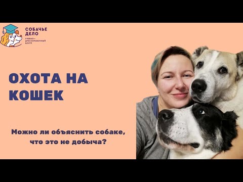 Собака гоняет кота или что делать с охотничьим инстинктом собак.