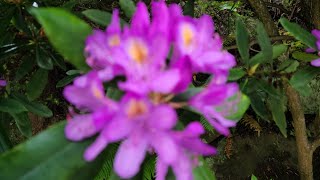 Hello Everyone, Nice Purple Flowers Marilyn Familyvlogs