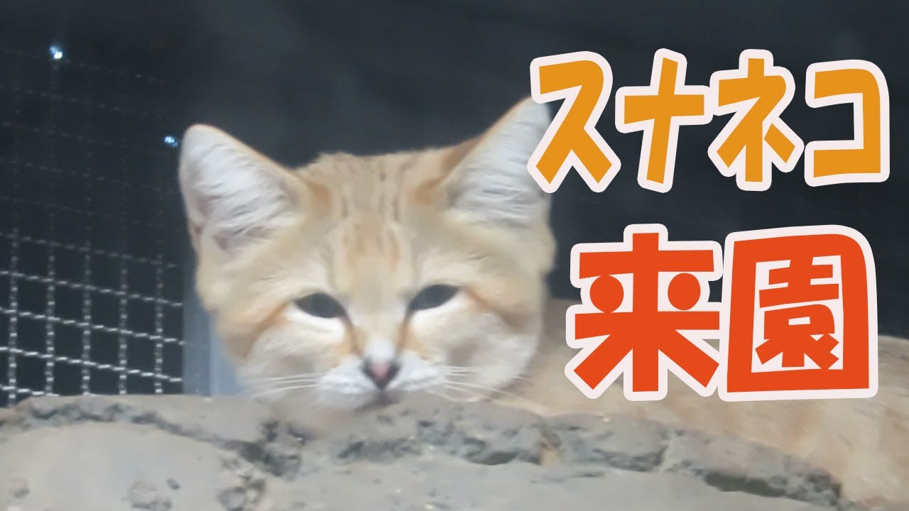 初公開！砂漠の天使「スナネコ」【東山動植物園】 - YouTube