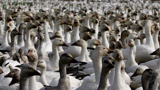 Snow Geese Grazing | Pacific Northwest