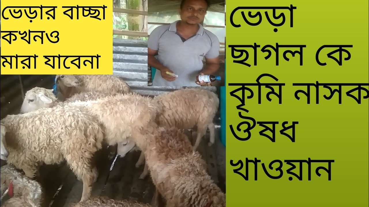 sheep-deworming-full-process