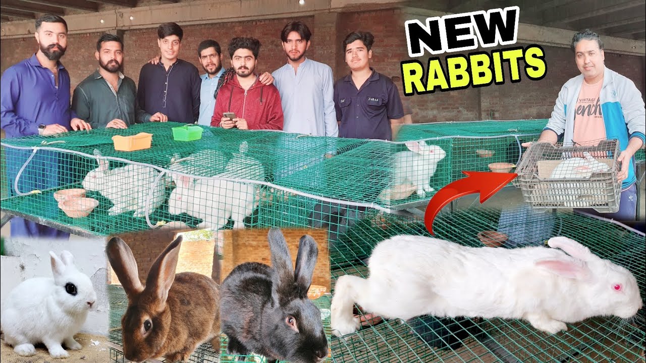 Rabbits Farming start|New Rabbits Lay Ahy| - YouTube