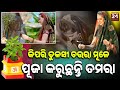 ଖୁବ୍ ସୁନ୍ଦର ଭାବରେ ,ଧୂପ ,ଘଣ୍ଟି ବଜାଇ ପୁରା ଓଡ଼ିଆଣୀ ବୋହୂ ଭଳି ପୂଜା କରିବାରେ ଲାଗିଛନ୍ତି ତମରା | 