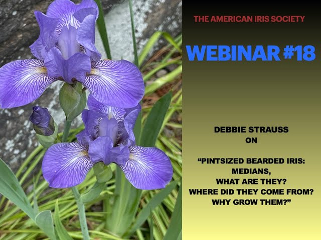 AIS Webinar #18 “PINTSIZED BEARDED IRIS: Medians - What are they