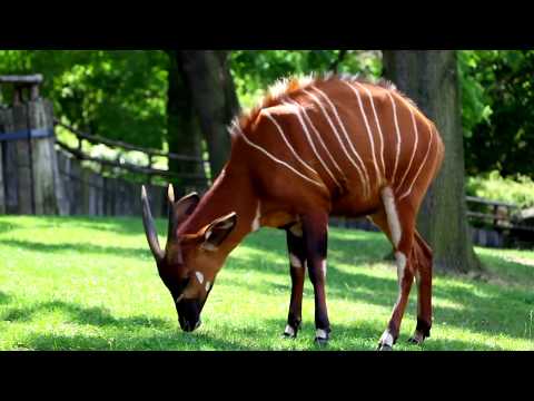 #mammalmonday:-the-bongo-antelope