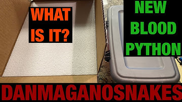 Meet the collection: Part 62, Unboxing a new blood python!