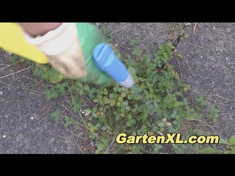 Klee bekämpfen auf der Terrasse - YouTube