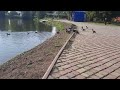 🦆🦆ждут🕊️