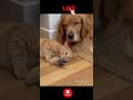 😂 Gato Servindo ‘Petisco’ Pro Cachorro! #funnyanimals #shorts