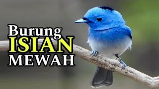 GAG BAKAL DIAM MASTER LOMBA!! CEPAT BONGKAR ISIAN KASAR suara burung bikin dongkrak EMOSI TINGGI