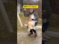 ブランコが好きすぎる柴犬の乗り方が特殊すぎる件 #柴犬 #shibainu #youtubeshorts