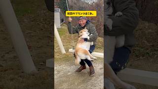 ブランコが好きすぎる柴犬の乗り方が特殊すぎる件 #柴犬 #shibainu #youtubeshorts