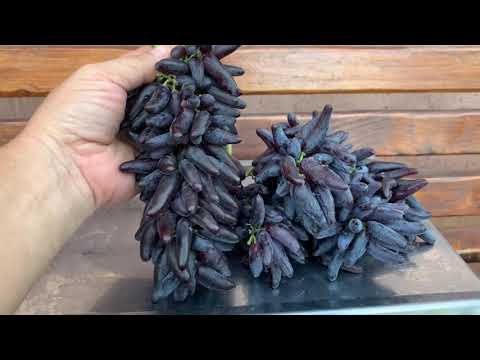 Видео: Что такое виноград «Ведьмин палец» - Информация о выращивании винограда «Ведьмин палец»