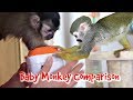 Baby capuchin monkey vs baby squirrel monkey comparison monkeyboocrew