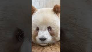 Qizai: The World's Only Brown Panda with a Big Attitude! #brownpanda #qizai #qizaipanda #pandafacts