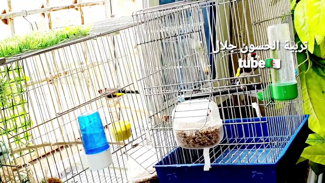 إنتاج الحسون في الأقفاص طريقة سهلة جدا توصيات من ذهب فلا تهملها