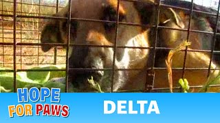 Delta - Dog Rescued Today From The Rialto Airport By Eldad Hagar