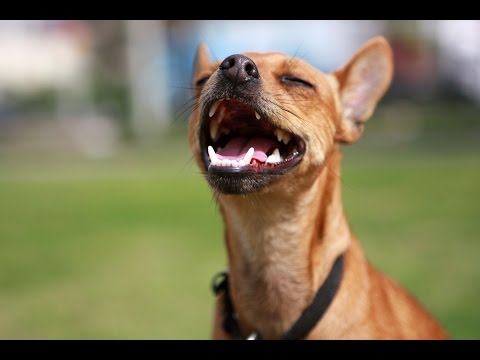 Videó: Bolha és Kullancs Gyógyszer Kutyák Macskáknak és Hogyan Lehet Termékeket Váltani