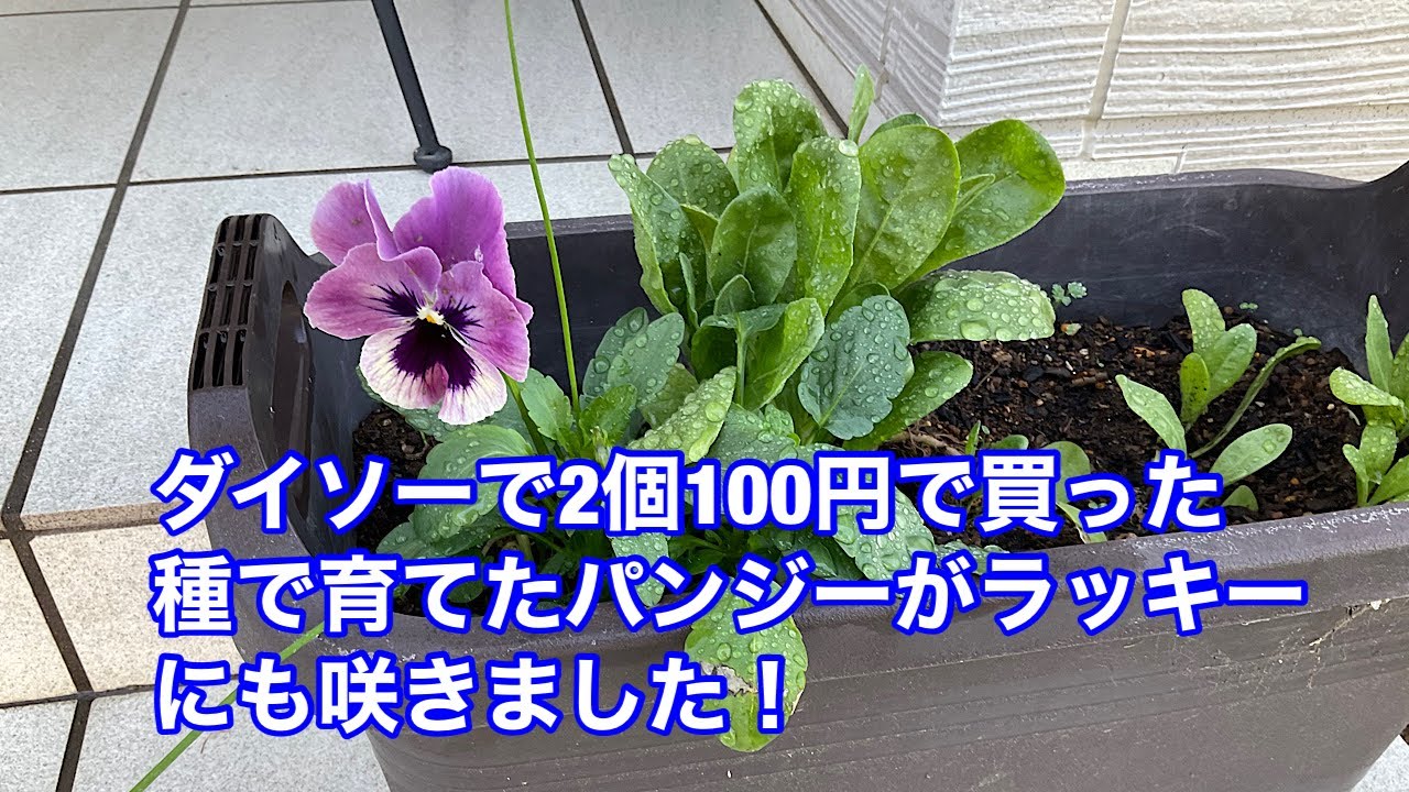 ダイソーで2個100円で買った花の種で育てたパンジーがラッキーにも咲きました Youtube