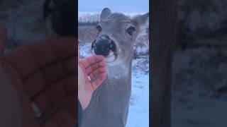 Perfect Friendly Deer