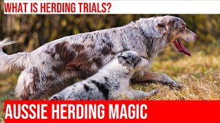 Aussie Shepherds in Action: Amazing Herding Talents on Display