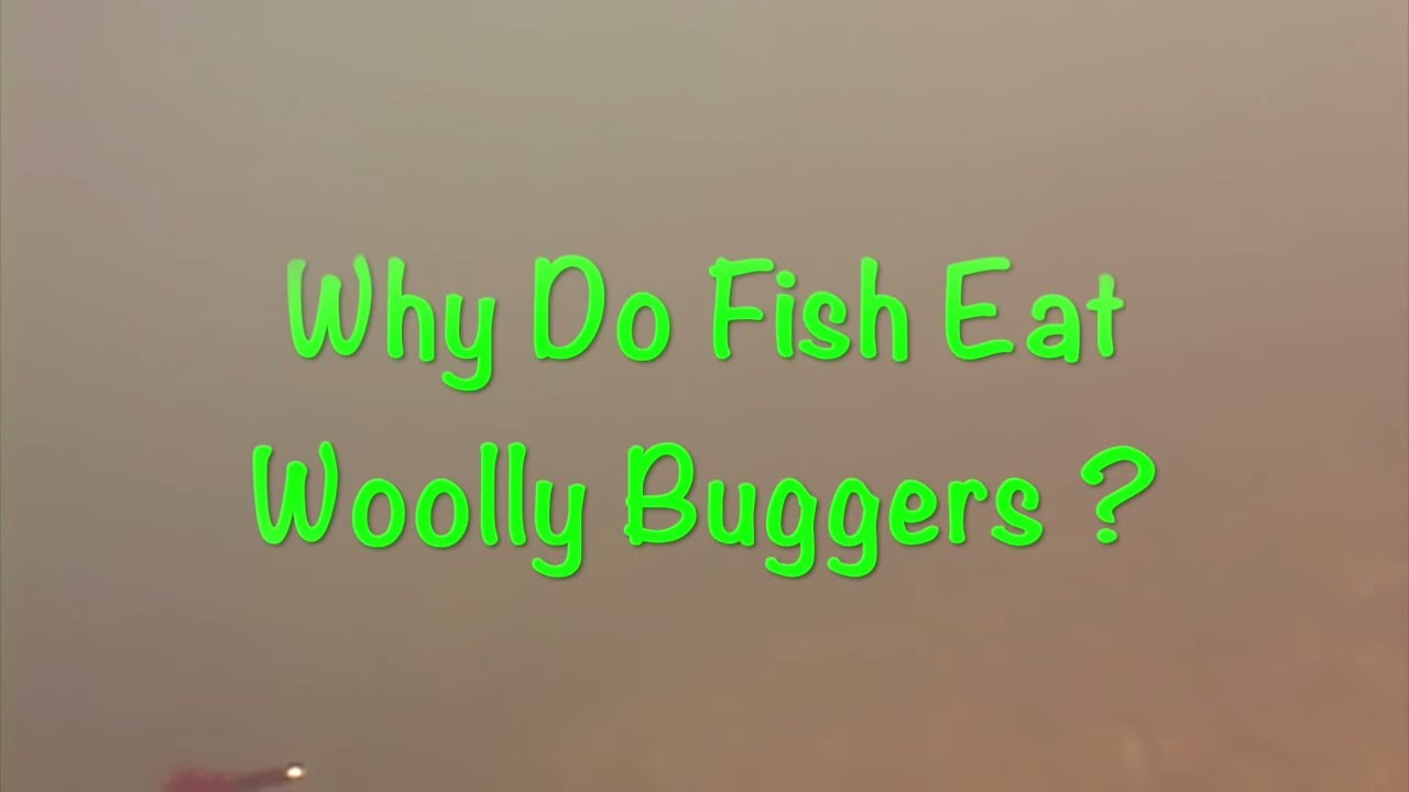 how to catch trout fish Why Woolly Buggers Catch Fish