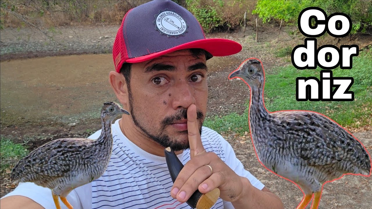 Codorniz atraída em pleno VERÃO!