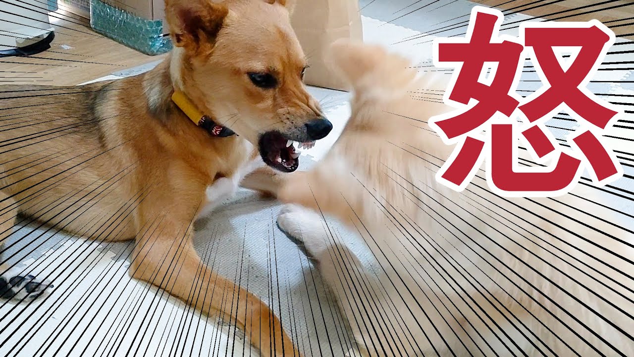 先住犬にちょっかいを出して怒りを買う後住犬 犬同士の喧嘩 Youtube