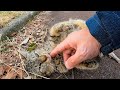 シッポの丸まった子猫、懐いてきたかと思ったら急に狂ったように転げ出して急いで逃げていった