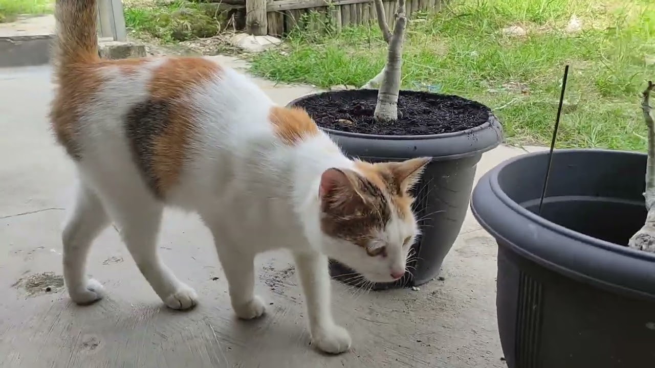 Cute Cat Asking to Open the Door Just to Play Outside | Djian Cat and Kitten