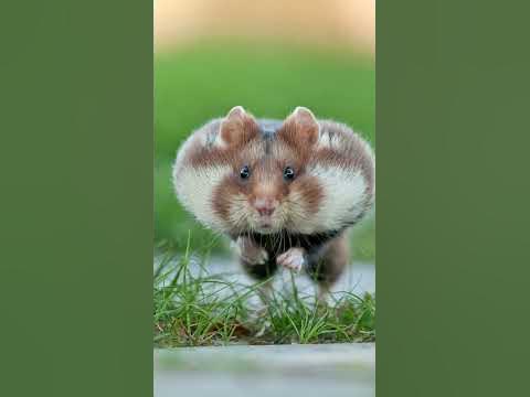 7 цікавих фактів про хом'яків #shorts - YouTube