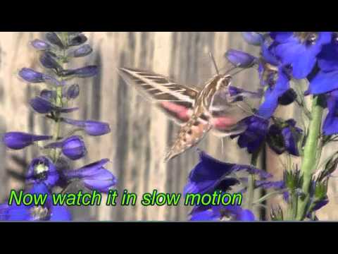 White-lined Sphinx Moth a.k.a. Hummingbird Moth
