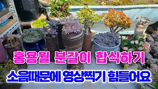 ?홍용월 분갈이 합식하기 소음때문에 영상찍기 힘드네요succulent  ???