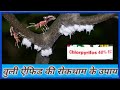 Woolly Aphids की रोकथाम कैसे करें ||Live | Woolly Apple Aphids |HIMALAYAN FARMING| Aphids Treatment|