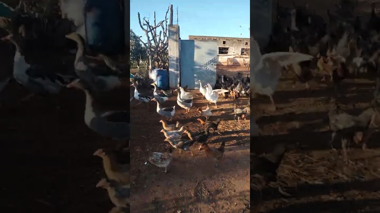 دجاج العرب|الحياة في البادية 🐔🐓🐣🐤🐥👍💪