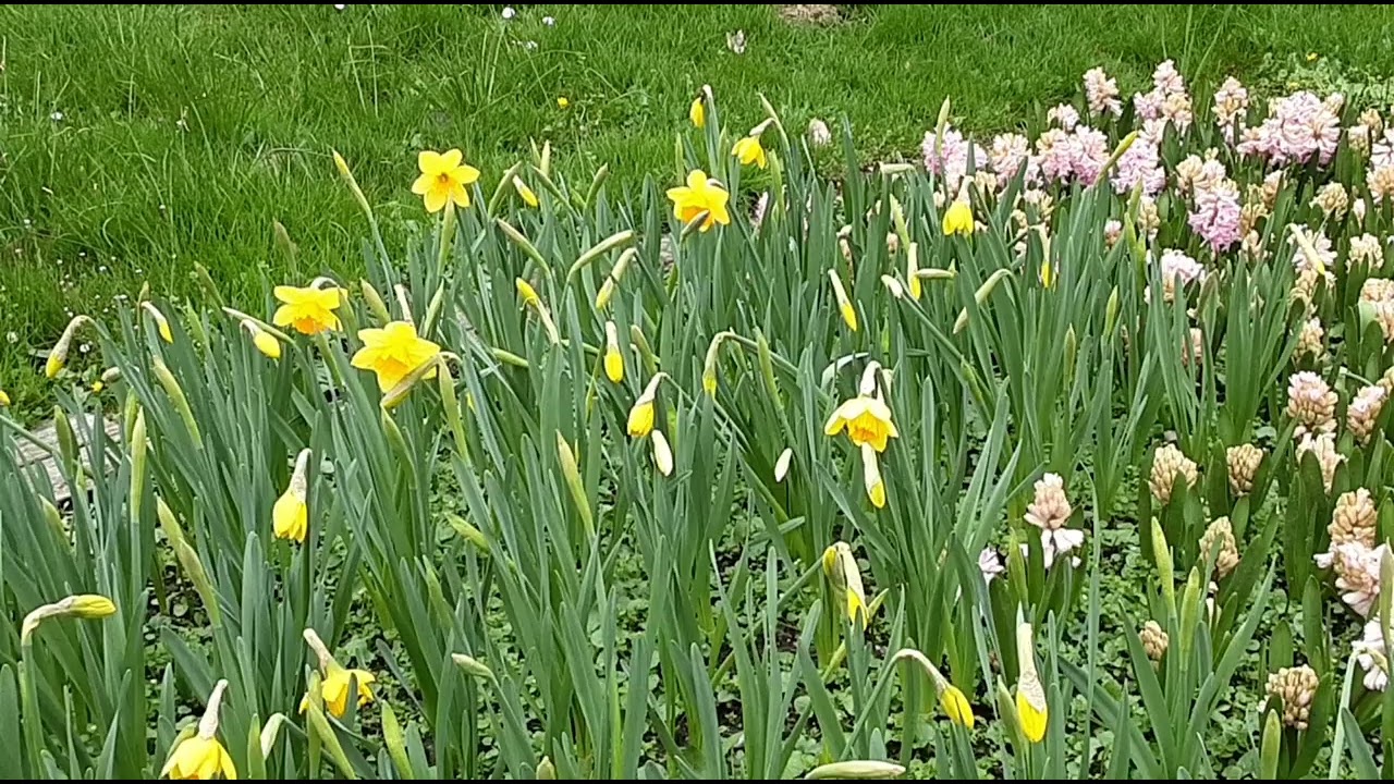 Prémices printanières