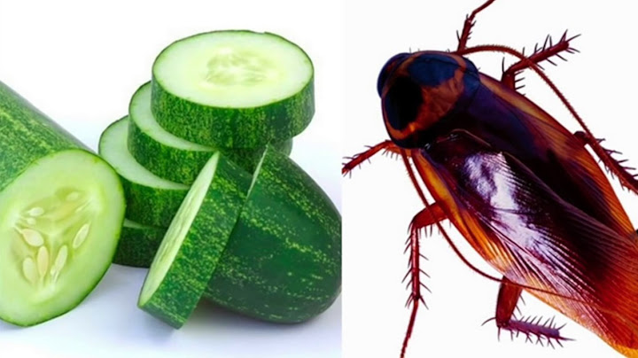 namna ya kuondoa Mende Nyumbani kwako kwa kutumia Tango na Maji tu
